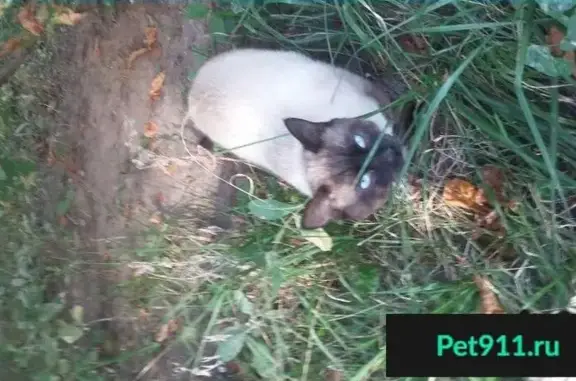 Пропала сиамская кошка в Новокосино, близко не подходить