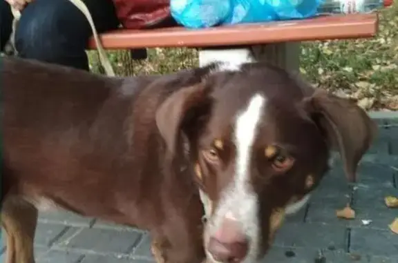 Пропала собака в Москве, Кобель с 2 ошейниками.