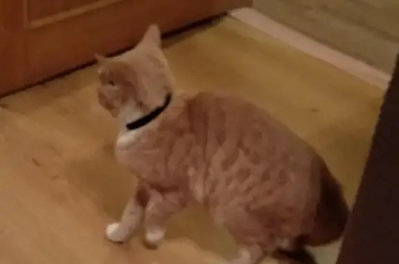 Найдена кошка в Кирове