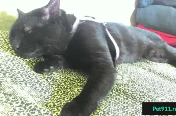 Кошки потеряшки, Коровино, фото: Потеряшка черная кошка в деревне Коровино, Московская область