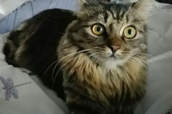 Потерянные животные Владивосток, фото: Пропала кошка Муся по адресу Днепропетровская 15, Владивосток