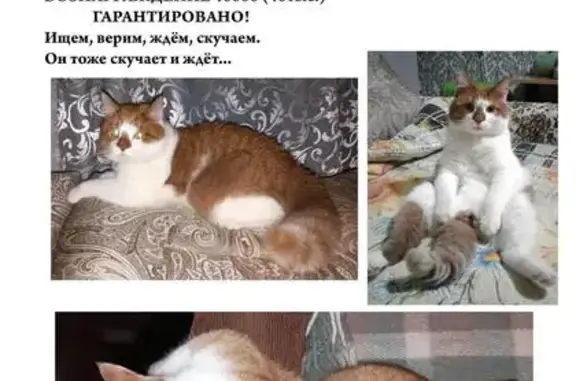 Пропала кошка Тоша в Шацке, Рязанская область