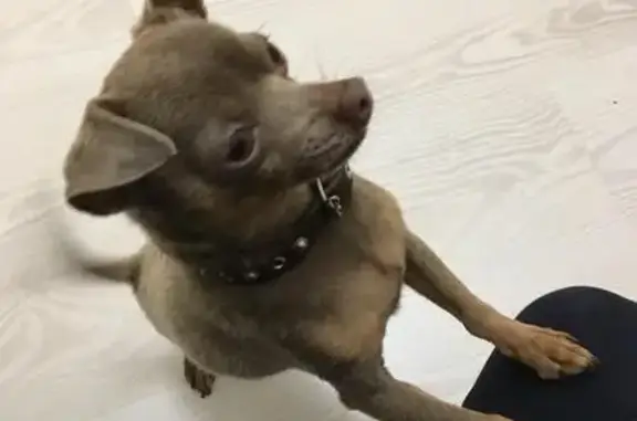 Собака найдена в Новомосковске, Тульская область