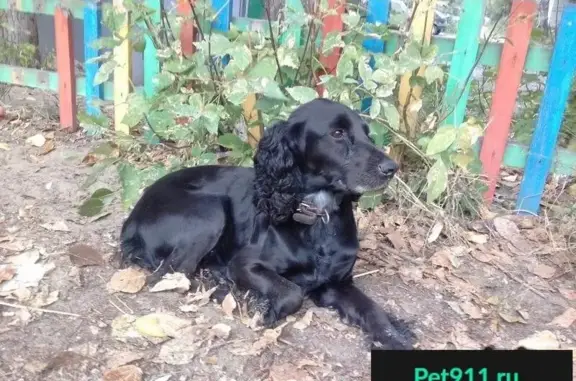 Собака с ошейником найдена в районе Карандашной фабрики, Томск