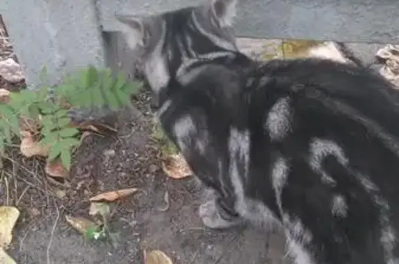 Найден кот на ул. Кольской 10 в Москве