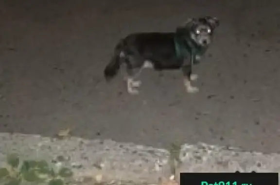 Пропала собака во Владикавказе.