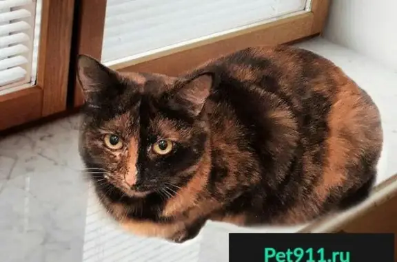 Найдена кошка Бьюти в Нижнекамске