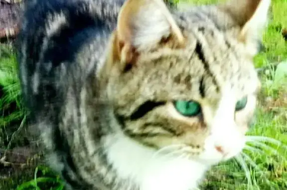 Молодой кот ищет дом в Приморском р-не СПб
