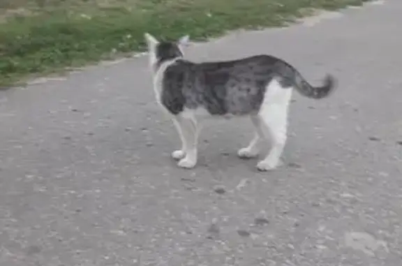 Найдена кошка в Рязанской области, ищет дом.