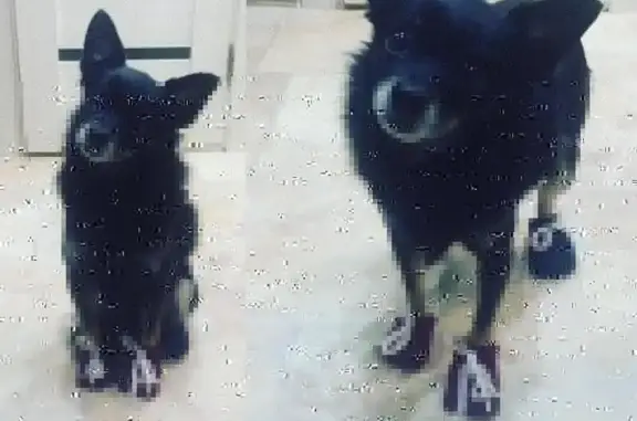 Собаки потеряшки, Самара, фото: Потеряшка собака Откликается в Самаре на 'камушек'