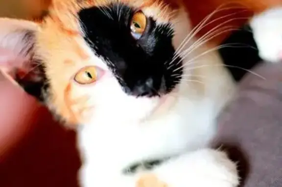 Найдена кошка Марся ищет семью в Симферополе