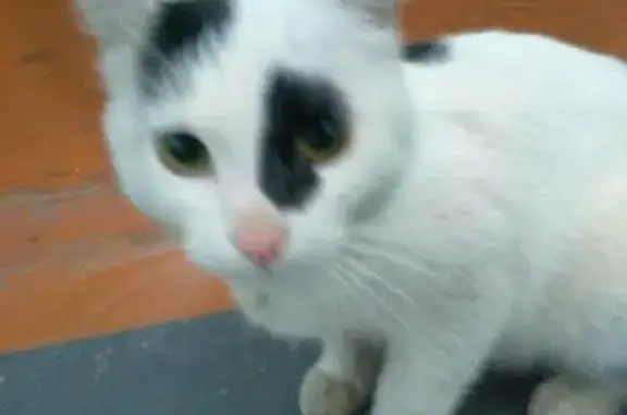 Найден бело-черный кот на Молодежном проспекте, 8. #найденакошка