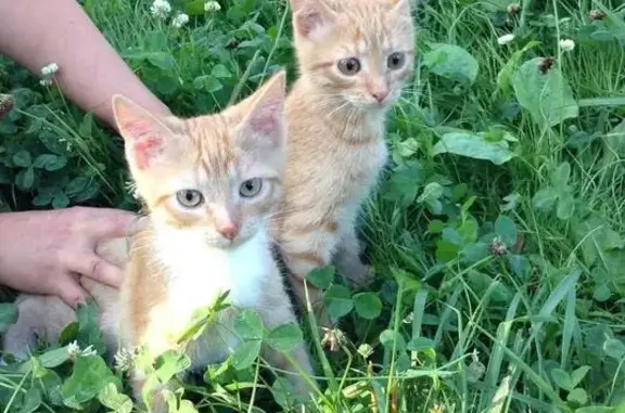 Два котенка ищут дом в Калуге