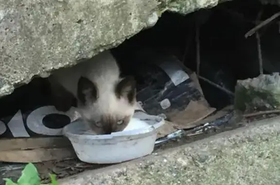 Найден дикий котенок в Гатчине, нужен куратор или дом