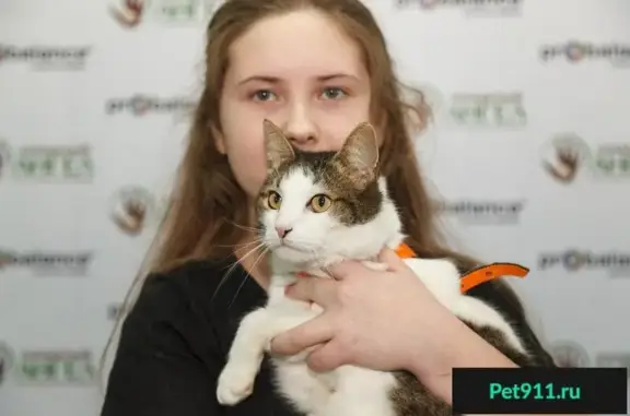 Ищет дом мальчик-кошка Котя в Москве