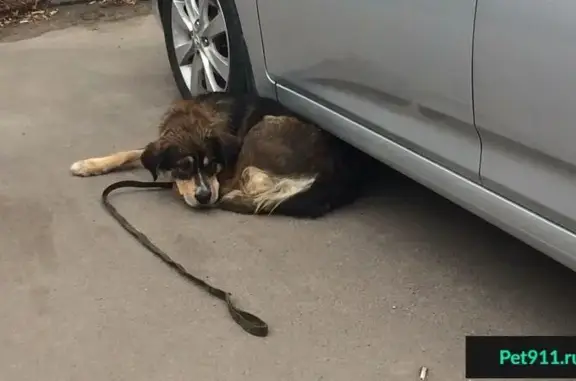 Найдена добрая собака в Казани