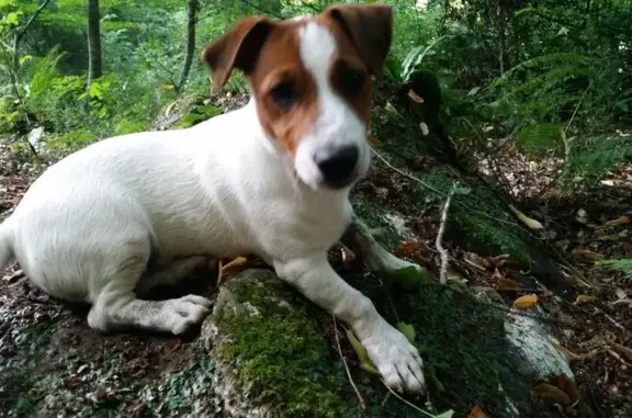 Пропала собака Зингер в Хосте, Сочи, Краснодарский край