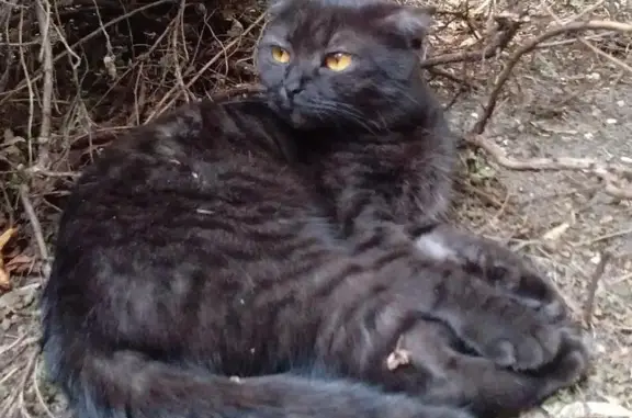 Пропала кошка на Братиславской 16к1