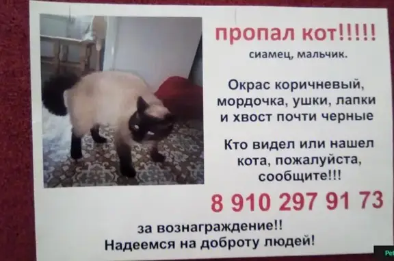 Пропала кошка Кот, адрес: Красноармейская ул. 99, Брянск
