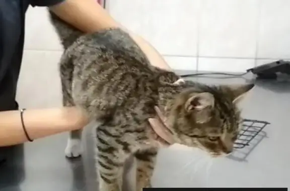 Найдена домашняя кошка на ул. Никитина 4 в Московском