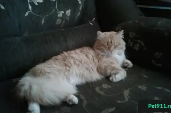 Кот найден на Байкальском тракте в Ангарске