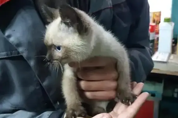 Найдена кошка-котенок в Чите