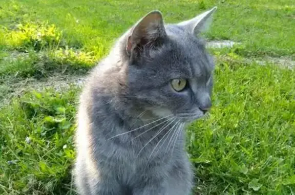 Найден кот в Перми, ищет новый дом