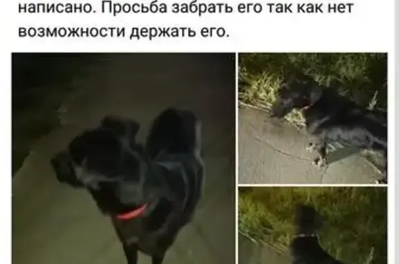 Потерянная собака в Фрязино, Московская область
