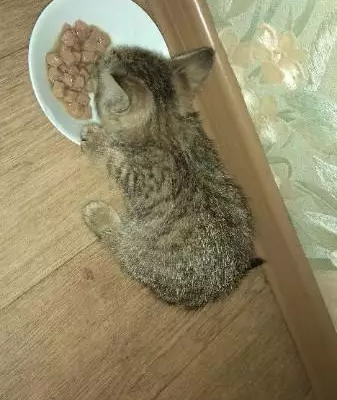 Отдам котёнка: найдена на ступеньках, нужен ветеринар. Нижнекамск, Татарстан.