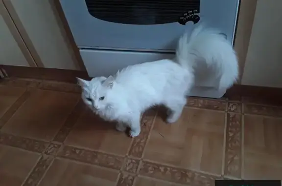 Найдена белая кошка на улице Кайкова