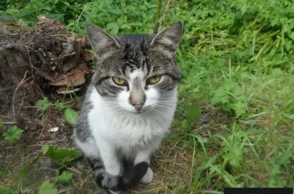 Найдена кошка Фурманов в Иваново