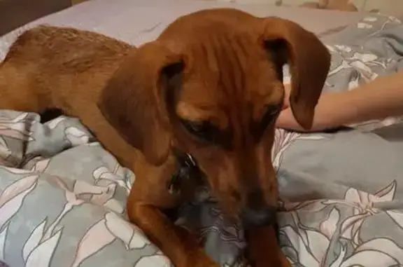 Найдена домашняя собака в Новомосковске