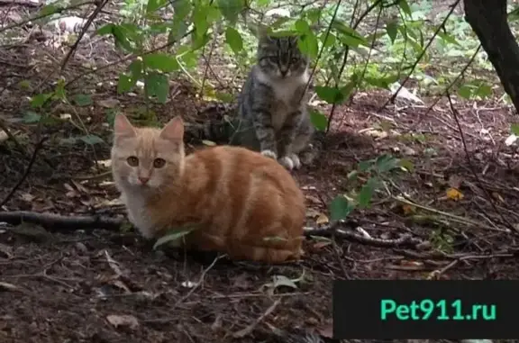 Найдены котята в Санкт-Петербурге