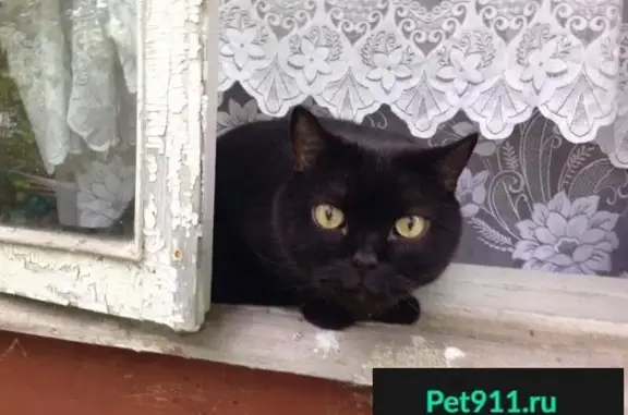 Пропала кошка в СНТ Восход около Поварово (Московская область)