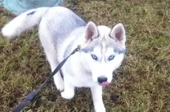 Пропала собака в Казани: Хаски Райна, район Аракчино.