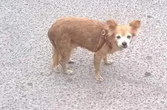 Пропала собака в Тихорецке, помогите найти!
