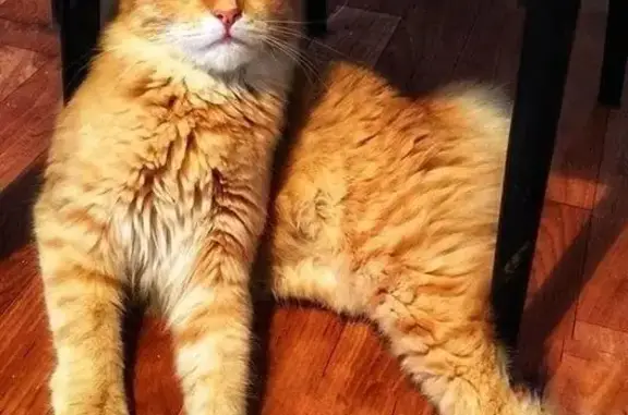 Найдена рыжая кошка с коротким хвостиком в Самаре