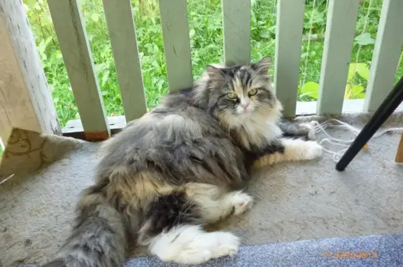 Кошки потеряшки, Иссадское, фото: Потеряшка крупная кошка в Речникове, Ленобласть, 15.5 лет, с диабетом.