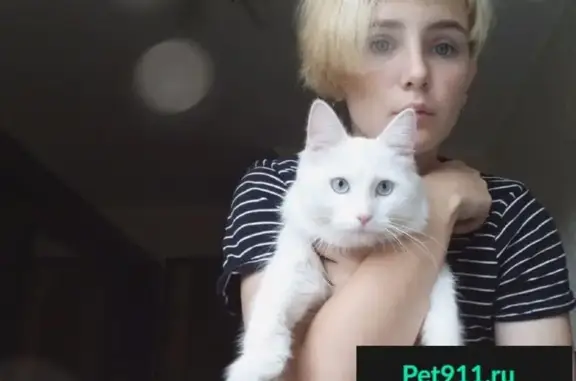 Пропала белая кошка с голубыми глазами на Краснодонской, Москва