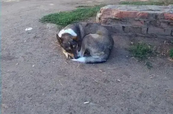 Найдена собака в Казани, ищет хозяев