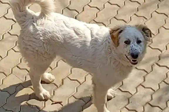 Пропала собака в Лаишевском районе Татарстана
