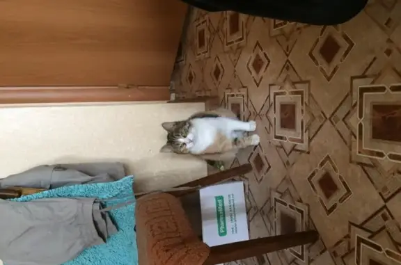 Кошки потеряшки, Мгинское, фото: Потеряшка кошка в СНТ Михайлоское, Ленгаз.