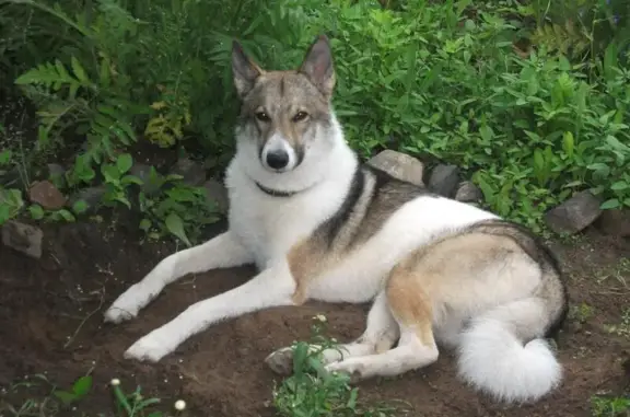 Пропала собака Джокер в Коряжме, Архангельская область