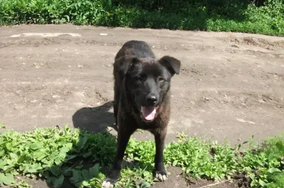 Собака бегает по дачам в Омске