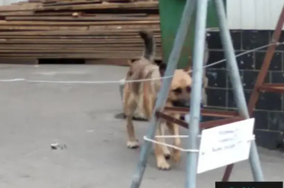 Собака найдена в Лефортово, ищем хозяина