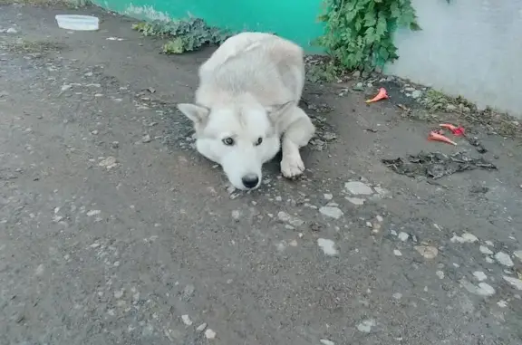 Найден добрый пёс в микрорайоне Колос, Краснодар