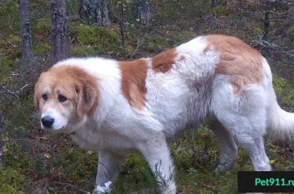 Найдена собака в лесу Приозерского района