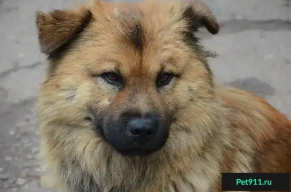 Найдена собака в Пригорске, ищем хозяина (Абакан)