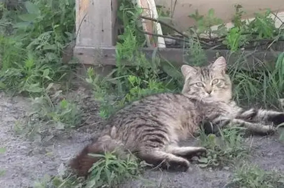Пропала беременная кошка в Копейске, Репост!