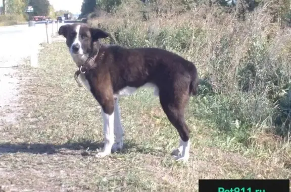 Найдена собака возле Горного Щита на Полевском тракте